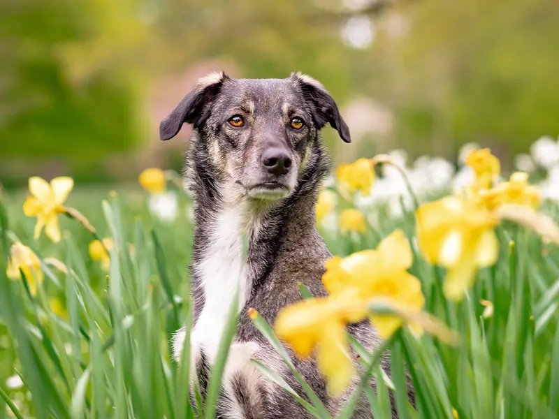 Hund – Symbolbild für Aidi