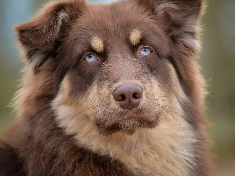 Australian Shepherd – Rasseportrait