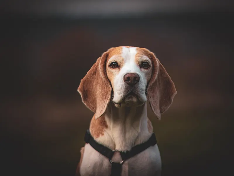 Beagle – Rasseportrait