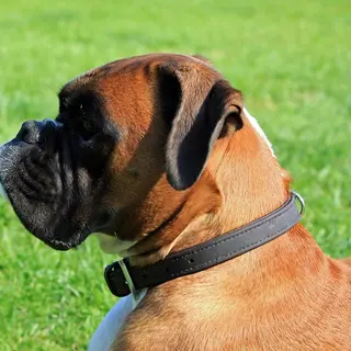 Boxer – Rasseportrait