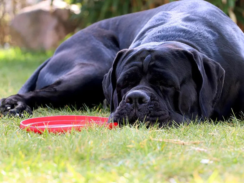 Cane Corso – Rasseportrait