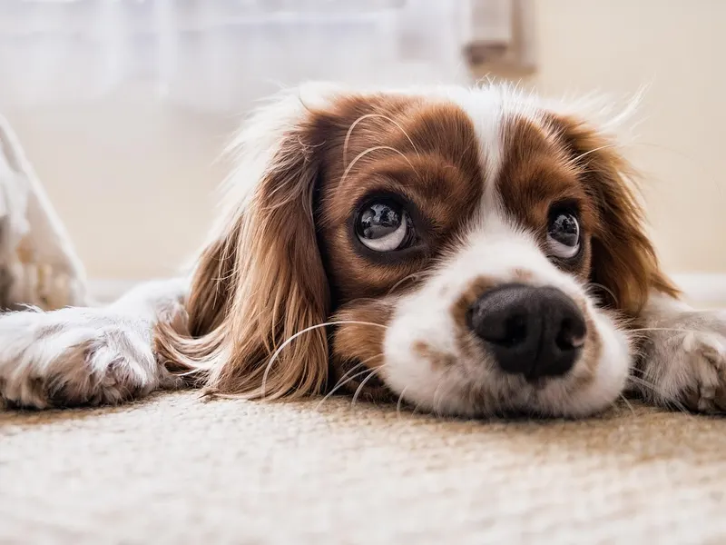 Cavalier King Charles Spaniel – Rasseportrait