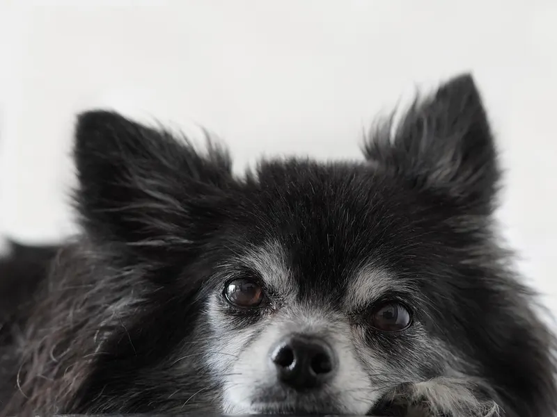 Chihuahua – Rasseportrait