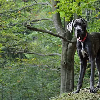 Deutsche Dogge – Rasseportrait
