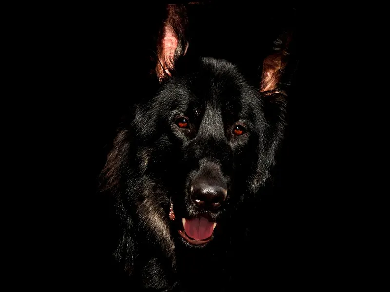 Deutscher Schäferhund – Rasseportrait