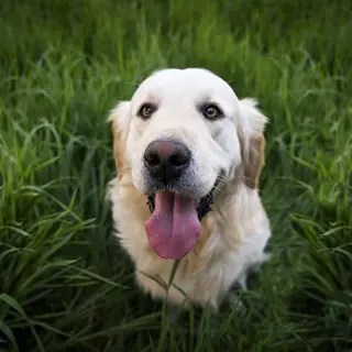 Golden Retriever – Rasseportrait