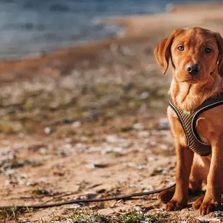 Labrador Retriever – Rasseportrait