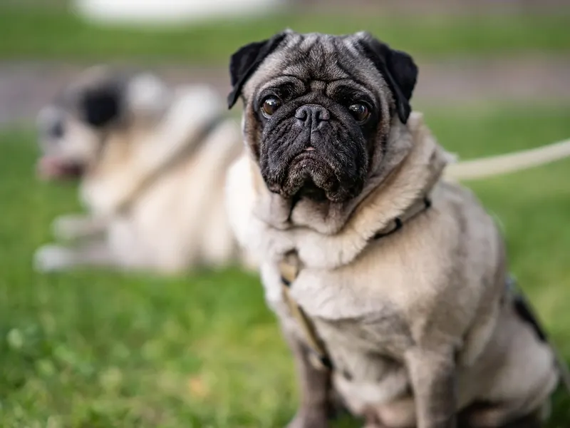 Mops – Rasseportrait