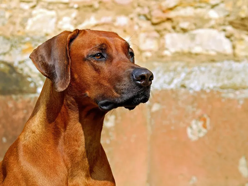 Rhodesian Ridgeback – Rasseportrait