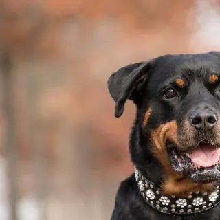 Rottweiler – Rasseportrait