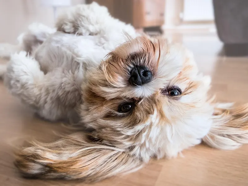 Shih Tzu – Rasseportrait