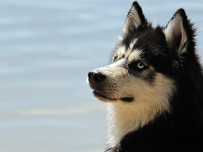 Siberian Husky – Rasseportrait