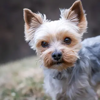 Yorkshire Terrier – Rasseportrait